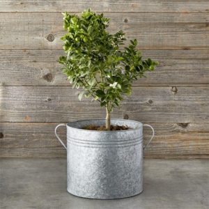 Galvanized Planter Bucket